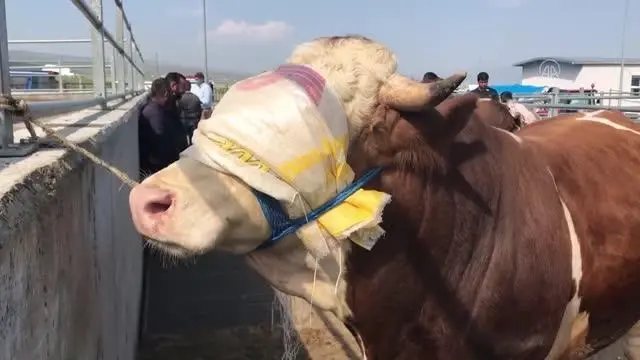 Doğu Anadolu'daki hayvan pazarlarında arife yoğunluğu