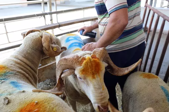 Kurban pazarlarında arife günü hareketliliği