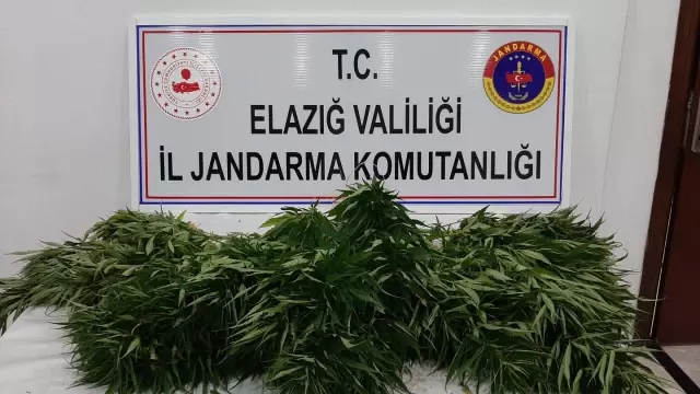 Elazığ'da 73 kök Hint keneviri ele geçirildi Elazığ'da 73 kök Hint keneviri ele geçirildi
