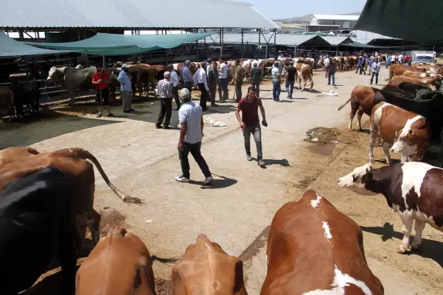 Elazığ'da kurbanlık satışları devam ediyor Elazığ'da kurbanlık satışları devam ediyor