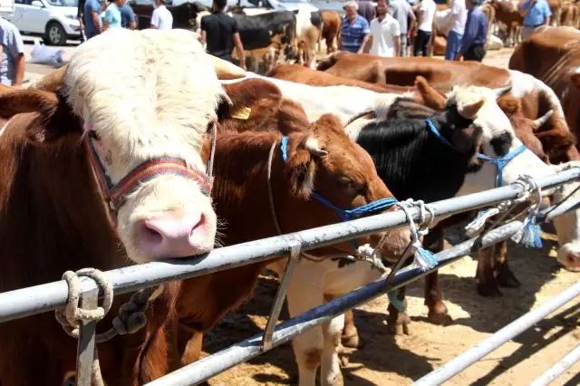 Elazığ'da kurbanlık satışları devam ediyor