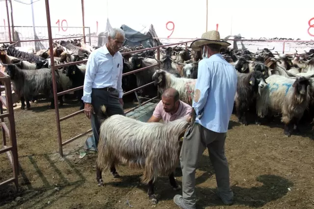 Elazığ'da kurbanlık satışları devam ediyor