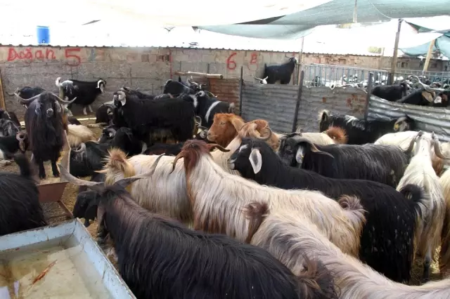 Elazığ'da kurbanlık satışları devam ediyor