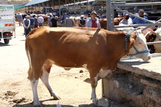 Elazığ'da kurbanlık satışları devam ediyor
