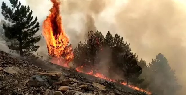 Elazığ'daki orman yangını söndürüldü