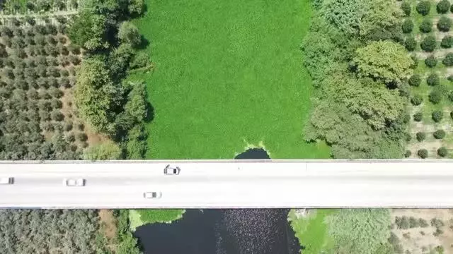 Evsel atıklar Asi Nehri'nde ekosisteme zarar veren su sümbüllerinin çoğalmasına neden oluyor