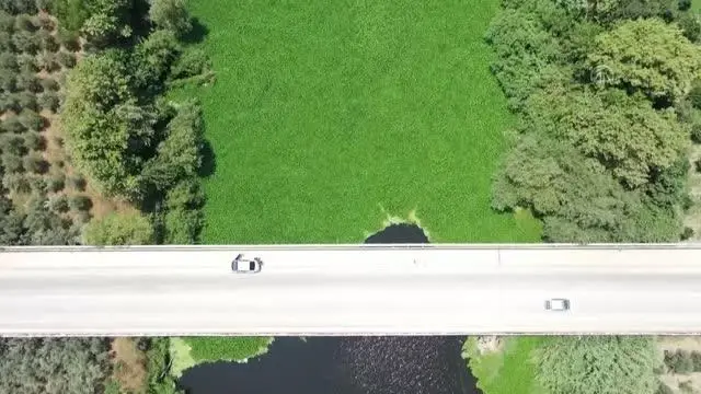 Evsel atıklar Asi Nehri'nde ekosisteme zarar veren su sümbüllerinin çoğalmasına neden oluyor