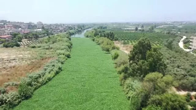 Evsel atıklar Asi Nehri'nde ekosisteme zarar veren su sümbüllerinin çoğalmasına neden oluyor