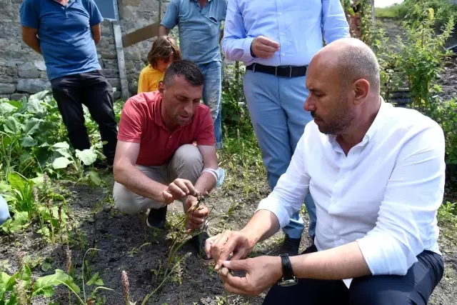Fındığa alternatif salep: 1 m2 salep 1 dönüm fındığa eş değer Fındığa alternatif salep: 1 m2 salep 1 dönüm fındığa eş değer