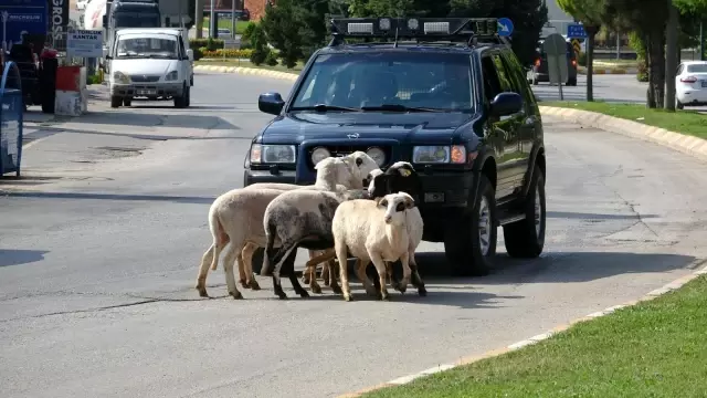 Firar eden kurbanlık koçlar trafiği birbirine kattı Firar eden kurbanlık koçlar trafiği birbirine kattı