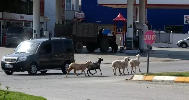 Firar eden kurbanlık koçlar trafiği birbirine kattı