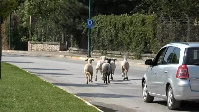 Firar eden kurbanlık koçlar trafiği birbirine kattı