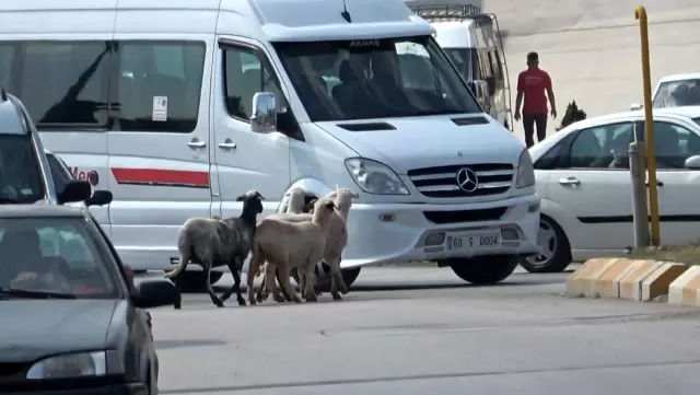 Firar eden kurbanlık koçlar trafiği birbirine kattı