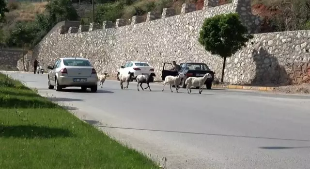 Firar eden kurbanlık koçlar trafiği birbirine kattı