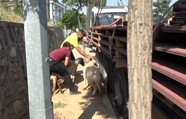 Firar eden kurbanlık koçlar trafiği birbirine kattı