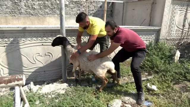 Firar eden kurbanlık koçlar trafiği birbirine kattı