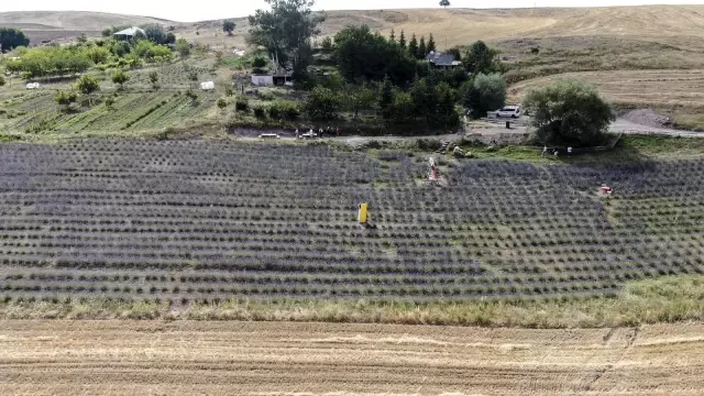 Fransa'dan gelirken getirdiği 1 avuç tohumla kendi işini kurdu
