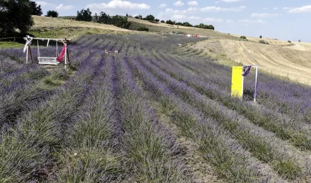 Fransa'dan gelirken getirdiği 1 avuç tohumla kendi işini kurdu