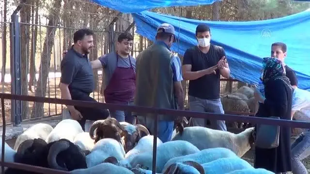 GAZİA NTEP - Hayvan pazarlarında Kurban Bayramı hareketliliği sürüyor