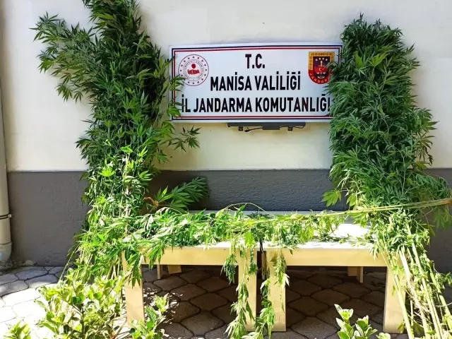 Gediz Nehri kenarında 40 kök kenevir ele geçirildi