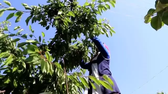 Hadim ilçesinde yetiştirilen ve geç hasat edilen kirazda rekolte düştü, fiyat arttı