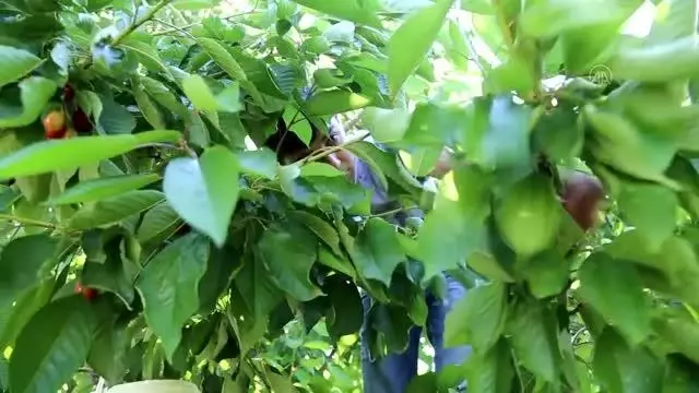 Hadim ilçesinde yetiştirilen ve geç hasat edilen kirazda rekolte düştü, fiyat arttı