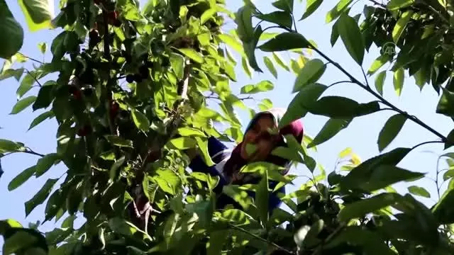 Hadim ilçesinde yetiştirilen ve geç hasat edilen kirazda rekolte düştü, fiyat arttı