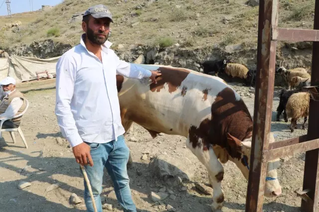 Kurbanlık satışları devam ediyor Kurbanlık satışları devam ediyor