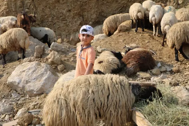 Kurbanlık satışları devam ediyor