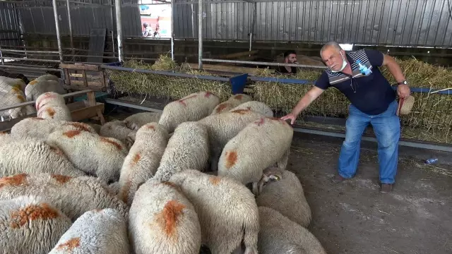 'Hastalıktan ari bölge' olan Kırklareli kurbanlığına yoğun ilgi 'Hastalıktan ari bölge' olan Kırklareli kurbanlığına yoğun ilgi