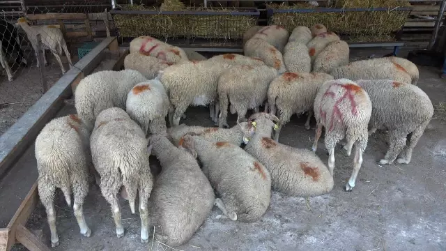 'Hastalıktan ari bölge' olan Kırklareli kurbanlığına yoğun ilgi