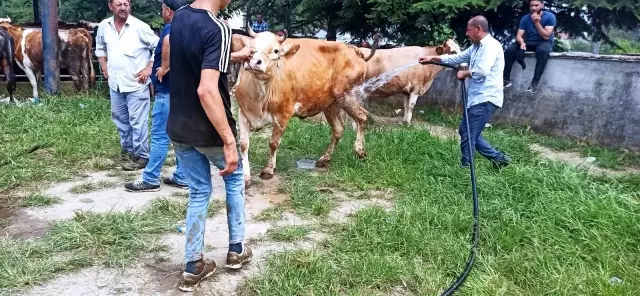 Hava sıcaklığı artınca kurbanlıklar su ile serinledi
