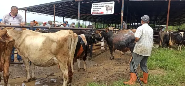 Hava sıcaklığı artınca kurbanlıklar su ile serinledi