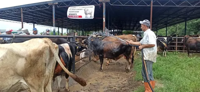 Hava sıcaklığı artınca kurbanlıklar su ile serinledi