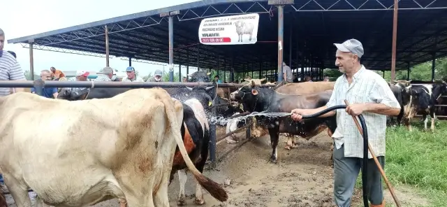 Hava sıcaklığı artınca kurbanlıklar su ile serinledi