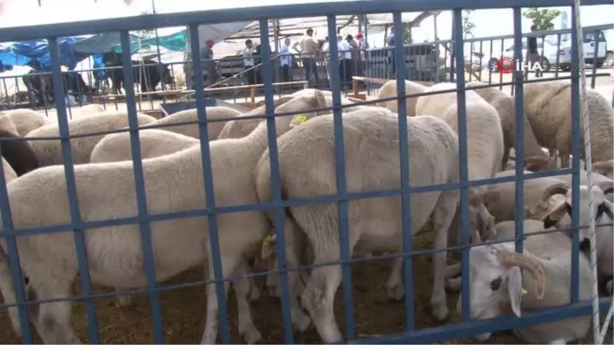 Hayvan pazarında son gün dampingi