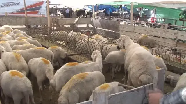 Hayvan pazarında son gün dampingi
