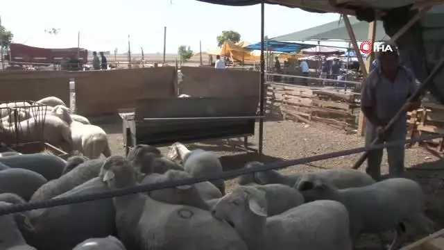 Hayvan pazarında son gün dampingi