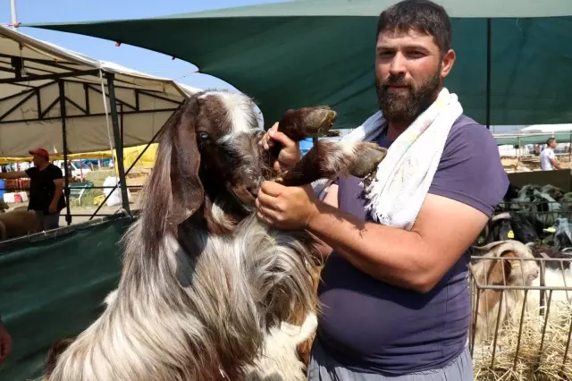 Hayvan pazarında son gün dampingi