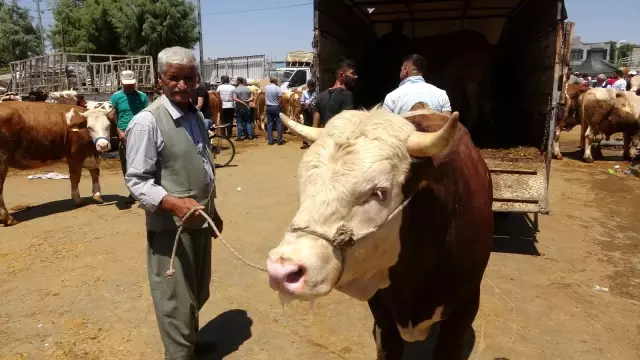 Hayvan pazarında yoğunluk yaşanıyor