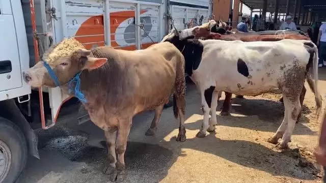 Hayvan pazarındaki kurbanlıklar alıcılarını bekliyor