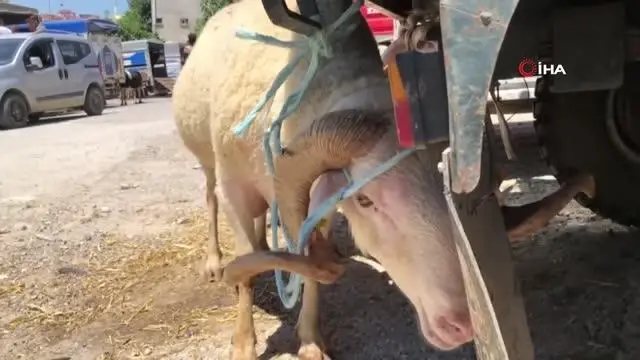 Hayvan pazarını pandemi vurdu, esnafın yüzü gülmedi