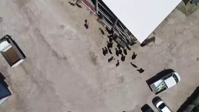 Hayvan pazarlarında arife günü yoğunluğu