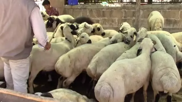 Hayvan pazarlarında hareketlilik
