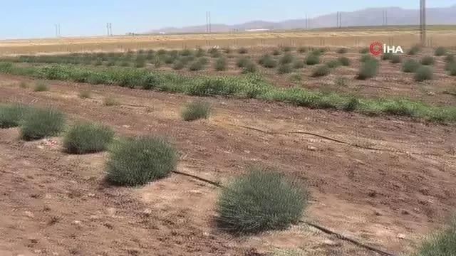 Hüdai Kaplıcalarındaki oteller alternatif tıp bitkilerini üretiyor