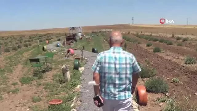 Hüdai Kaplıcalarındaki oteller alternatif tıp bitkilerini üretiyor