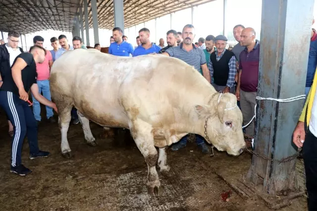 Iğdır'ın bir buçuk tonluk Şampiyon'u 35 bin liradan satışa sunuldu Iğdır'ın bir buçuk tonluk Şampiyon'u 35 bin liradan satışa sunuldu