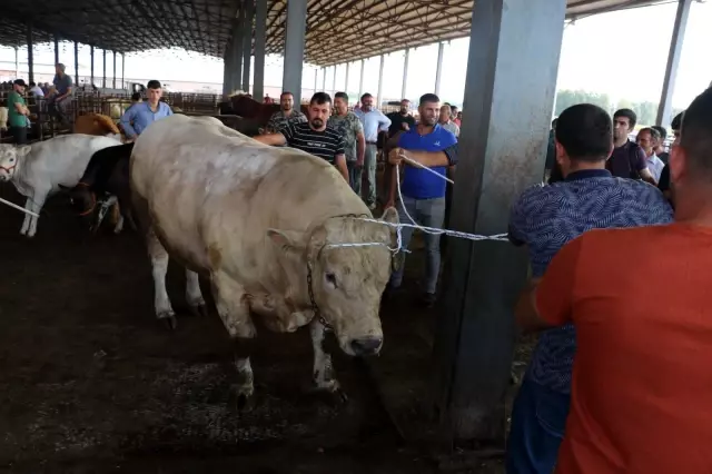 Iğdır'ın bir buçuk tonluk Şampiyon'u 35 bin liradan satışa sunuldu