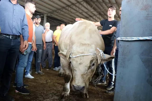 Iğdır'ın bir buçuk tonluk Şampiyon'u 35 bin liradan satışa sunuldu
