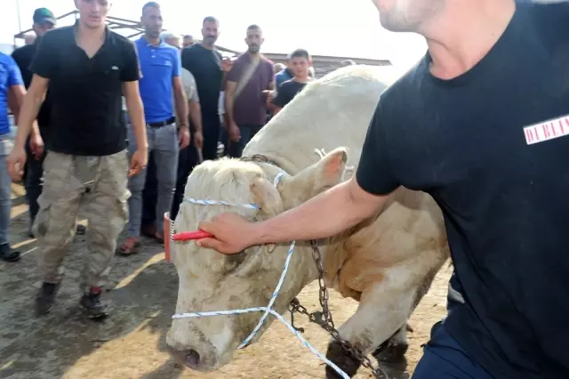 Iğdır'ın bir buçuk tonluk Şampiyon'u 35 bin liradan satışa sunuldu